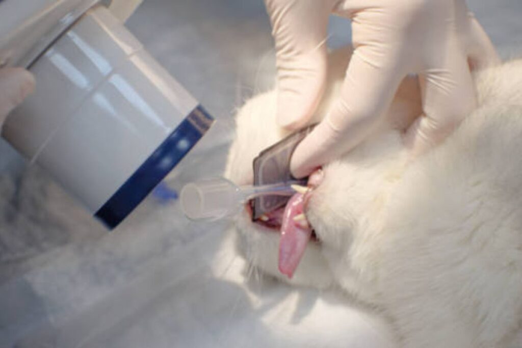 Dental X-rays for pets