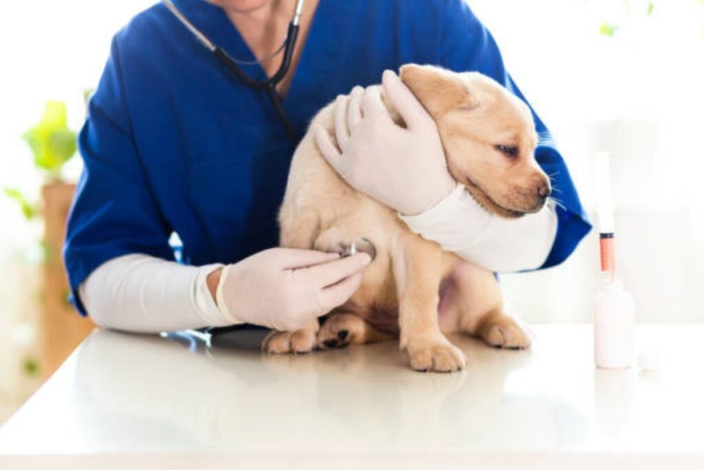 Preventive care for Young Pets