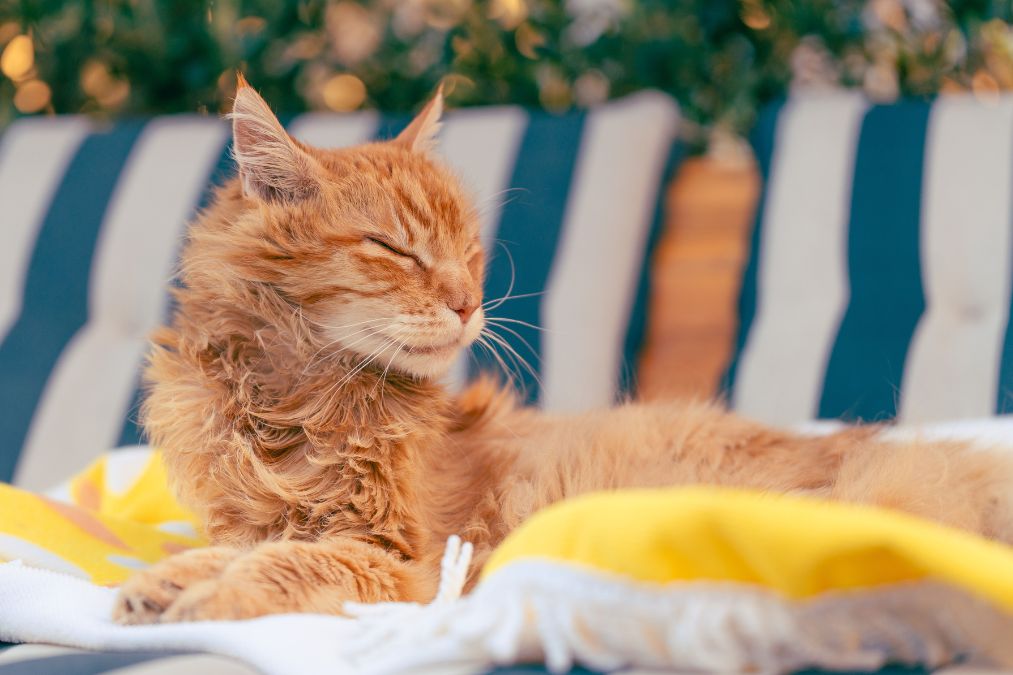 Summer Pet Care Guide