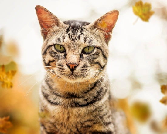 Conditions That May Benefit From Laser Therapy in Cats