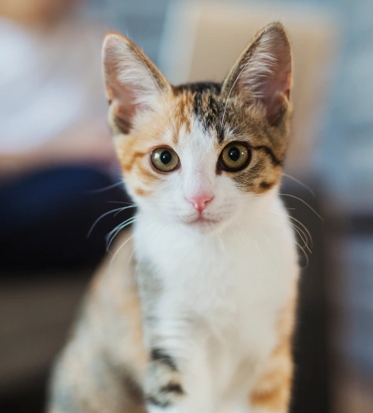 Cat Cold Laser Therapy