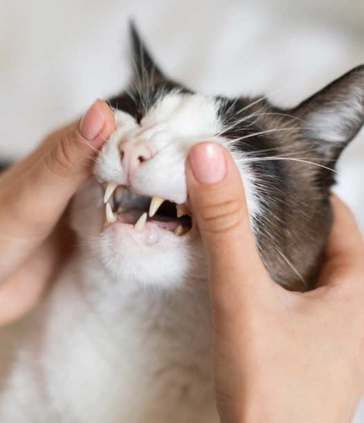 Cat Dental Care