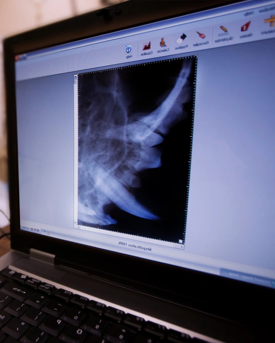 Benefits of Digital Radiology for Cats