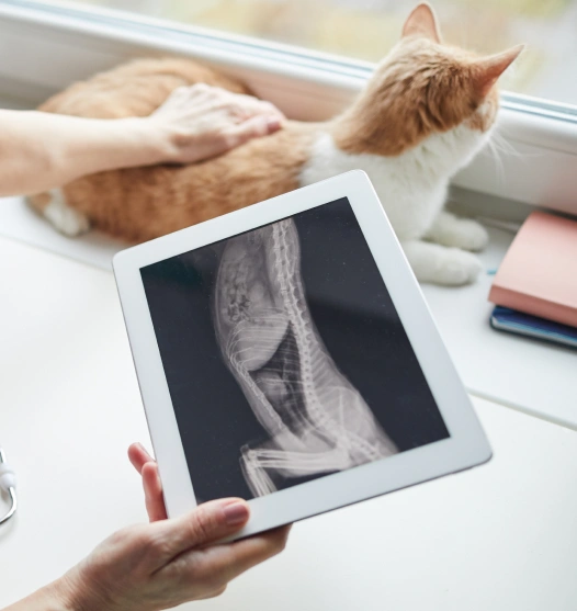 Cat Digital Radiology