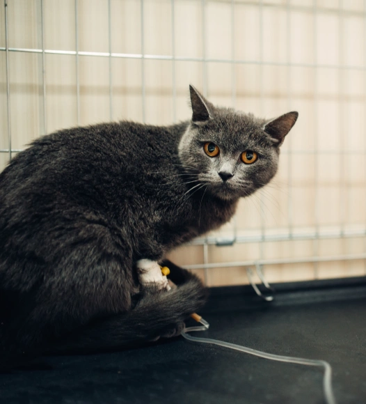 Cat Electrocardiogram