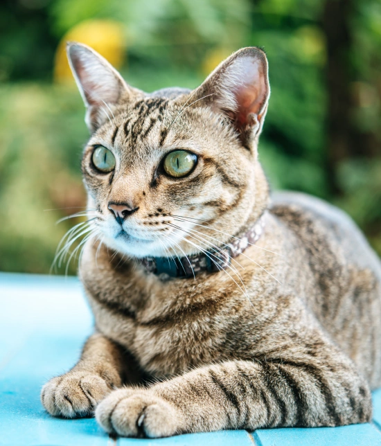 Benefits of Routine Heartworm Testing for Your Feline