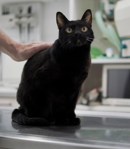 Cat Heartworm Testing