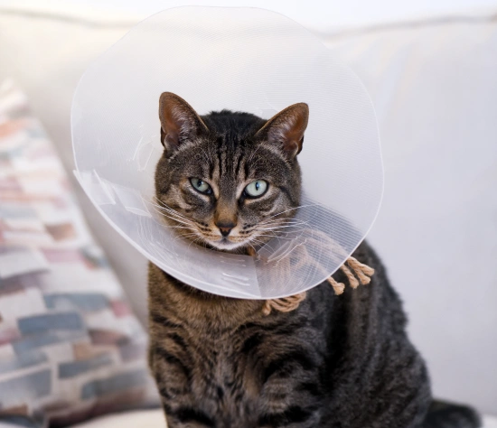 Safety Monitoring During Feline Surgical Procedures