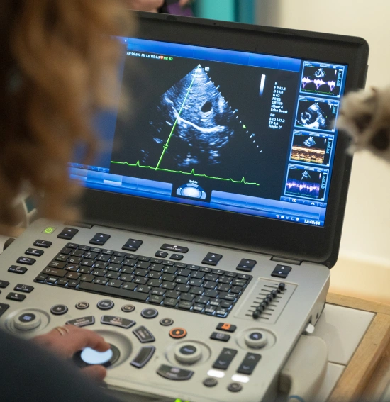 Common Conditions Diagnosed With Feline Ultrasound Exams