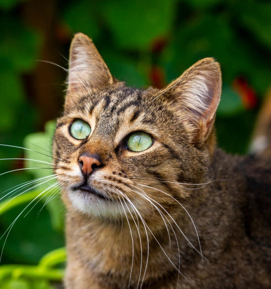 What to Expect During a Cat Vaccination Visit