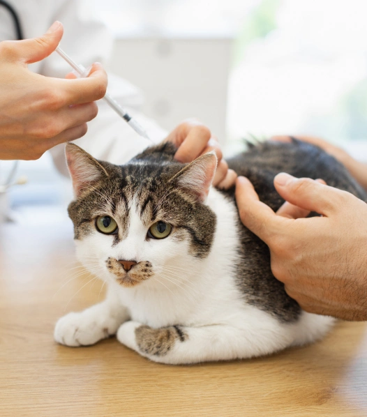 Cat Vaccinations