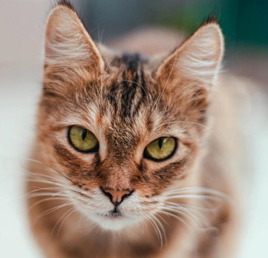 Preventive Care Often Included in Feline Wellness Care