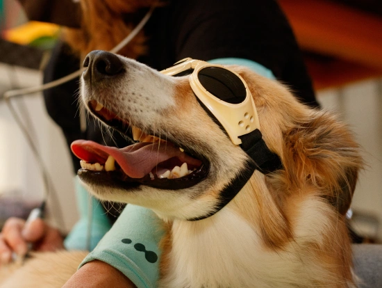 Dogs That May Benefit Most From Laser Therapy