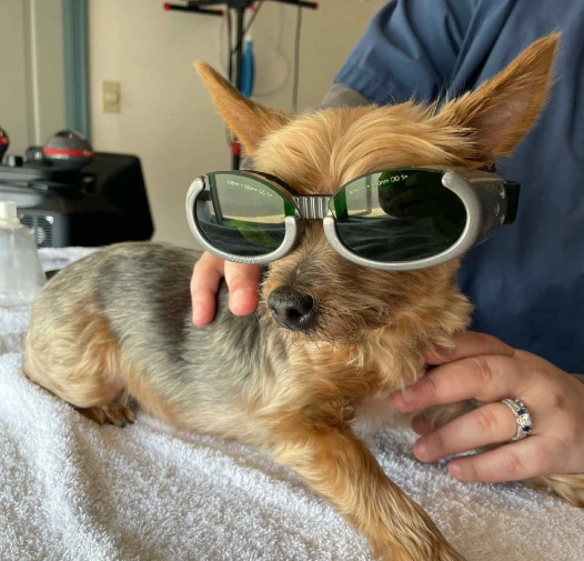 Dog Cold Laser Therapy