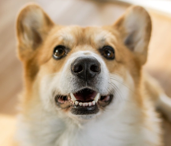 Preventive Dental Care at Home