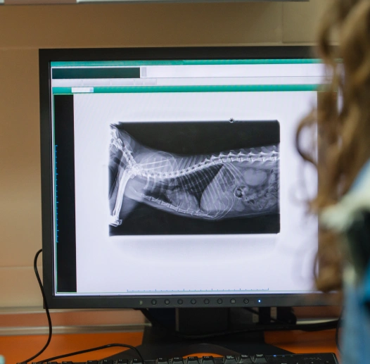 Dog Digital Radiology