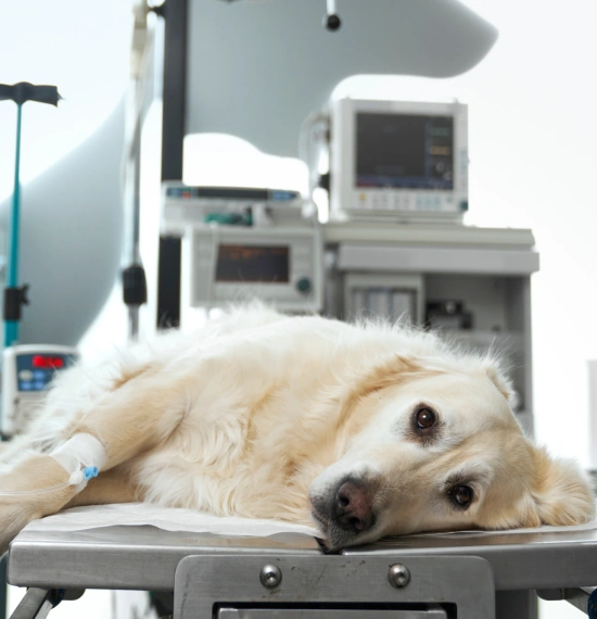 Common Conditions Diagnosed With ECG Testing