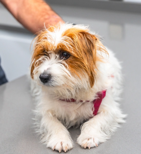 Key Advantages of Routine Heartworm Testing