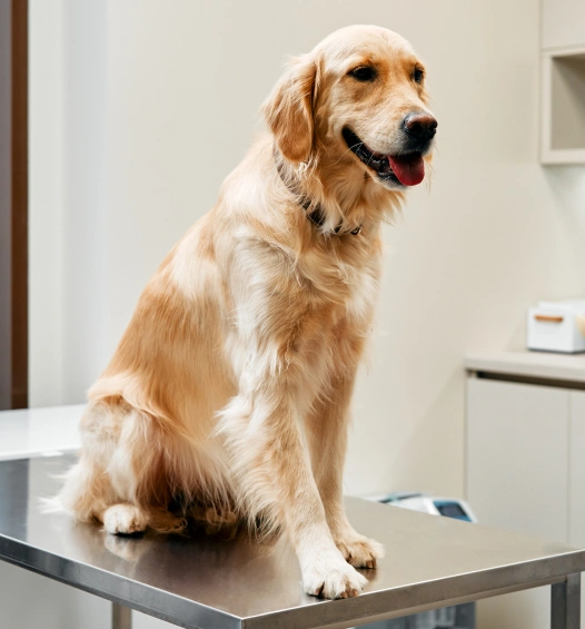 Dog Heartworm Testing