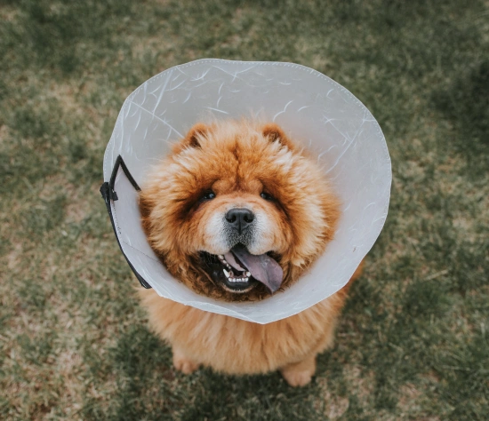 Anesthesia and Monitoring During Surgery