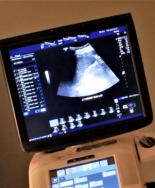 Dog Ultrasounds