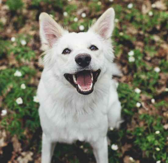 Benefits of Keeping Your Dog’s Vaccinations Current