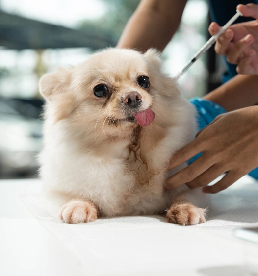 Dog Vaccinations