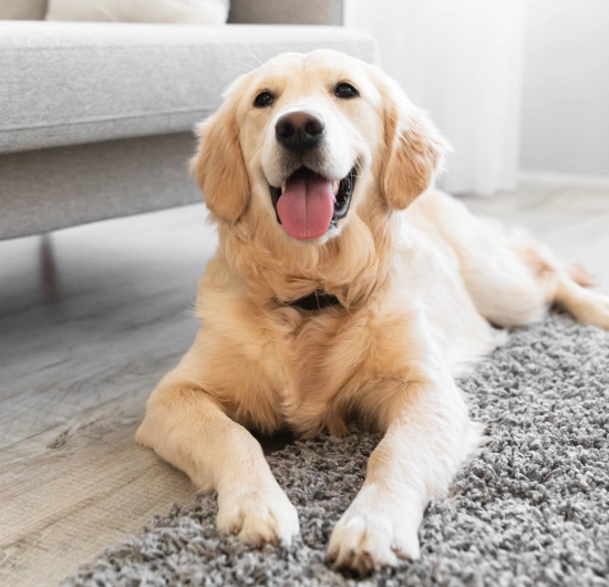 Wellness Care for Puppies, Adult Dogs, and Senior Pets