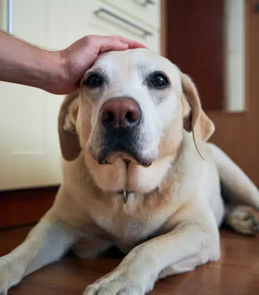 Urgent Pet Care