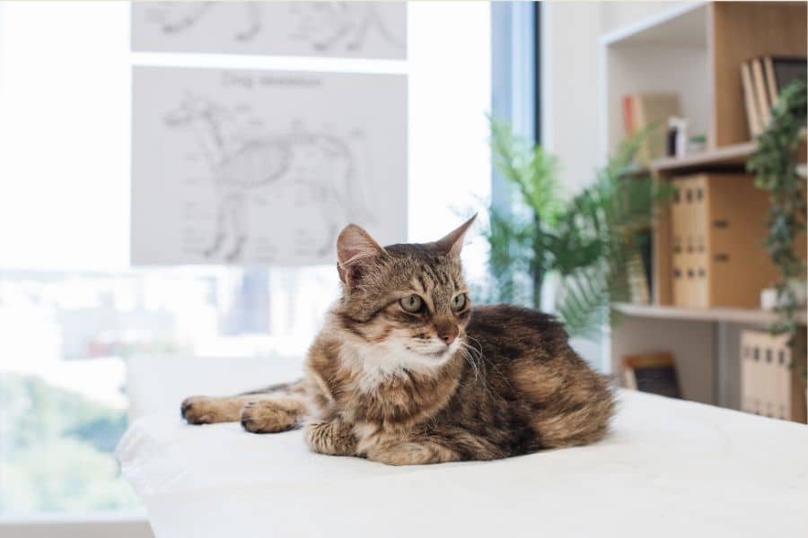 Chronic Diarrhea in Cats